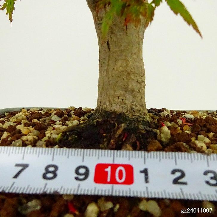盆栽 紅葉 長良川 樹高 約38cm もみじ Acer palmatum モミジ 盆栽 紅葉 長良川 樹高 約38cm もみじ Acer palmatum モミジ