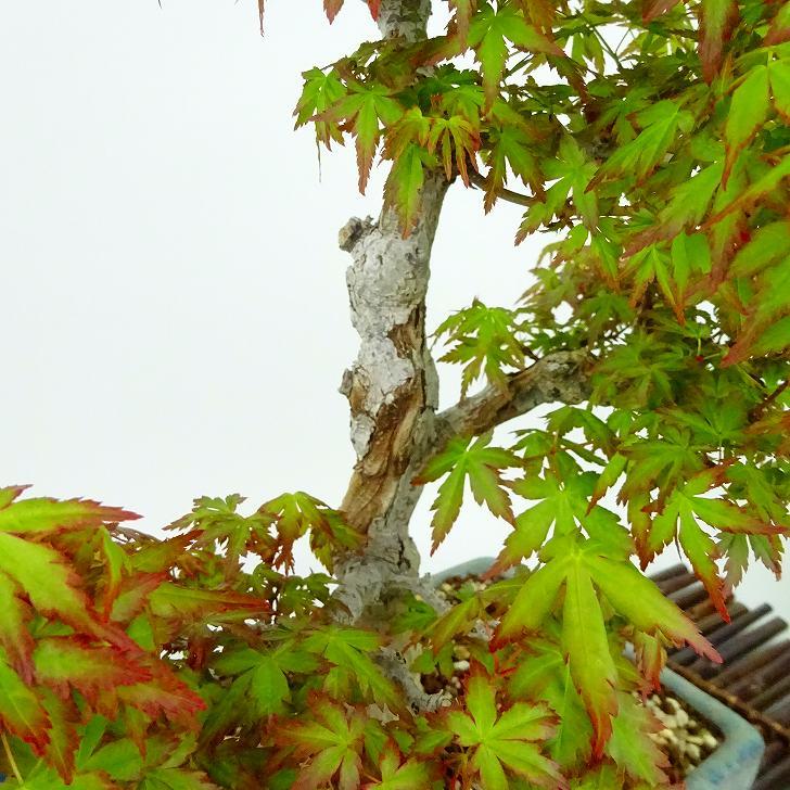 盆栽 紅葉 長良川 樹高 約38cm もみじ Acer palmatum モミジ 盆栽 紅葉 長良川 樹高 約38cm もみじ Acer palmatum モミジ