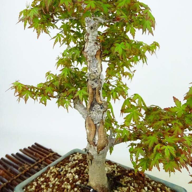 盆栽 紅葉 長良川 樹高 約38cm もみじ Acer palmatum モミジ 盆栽 紅葉 長良川 樹高 約38cm もみじ Acer palmatum モミジ