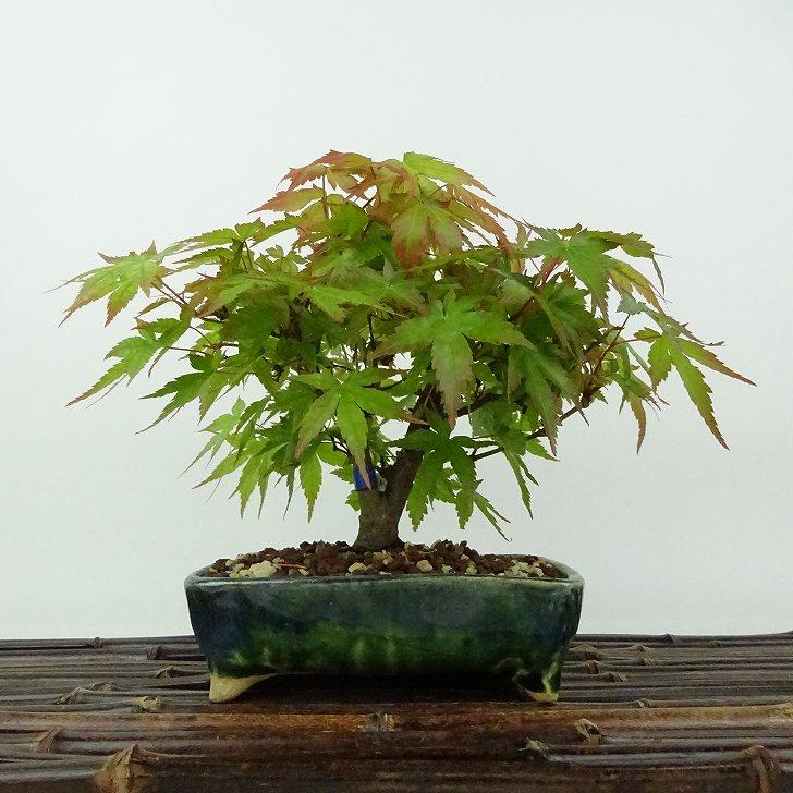 盆栽 紅葉 荒皮 樹高 約14cm もみじ Acer palmatum モミジ カエデ科