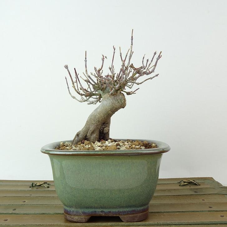 盆栽山紅葉樹高10cm