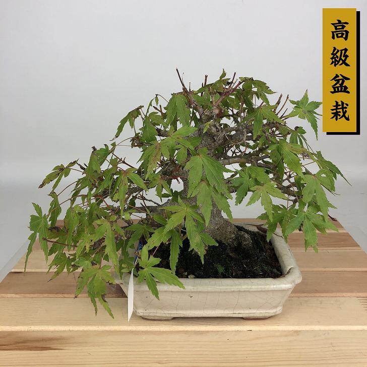 盆栽 紅葉 樹高 約16cm もみじ 高級盆栽 Acer palmatum モミジ カエデ