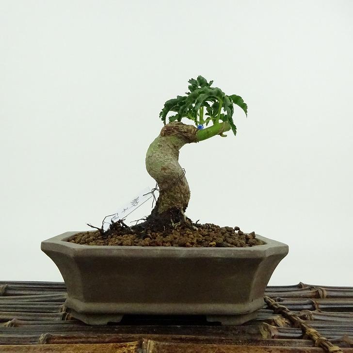 盆栽 紅葉 獅子頭 樹高 約11cm もみじ Acer palmatum モミジ エデ科 