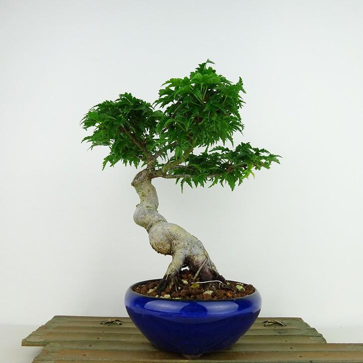 盆栽 もみじ（獅子頭）【現品】