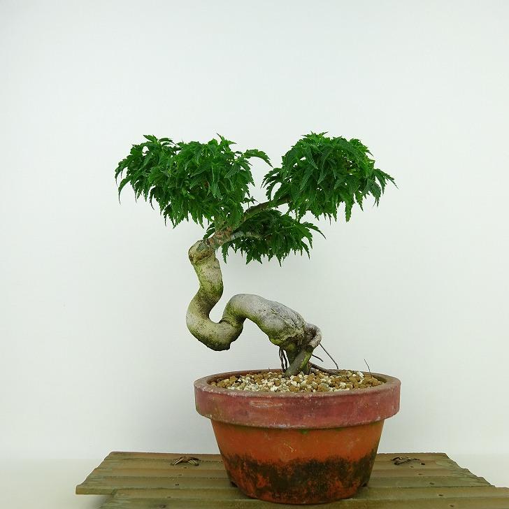 盆栽 紅葉 獅子頭 樹高 約19cm もみじ Acer palmatum モミジ