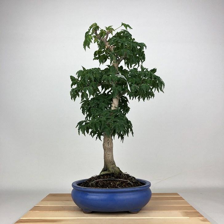 盆栽 紅葉 獅子頭 樹高 41cm もみじ Acer palmatum モミジ シシガシラ