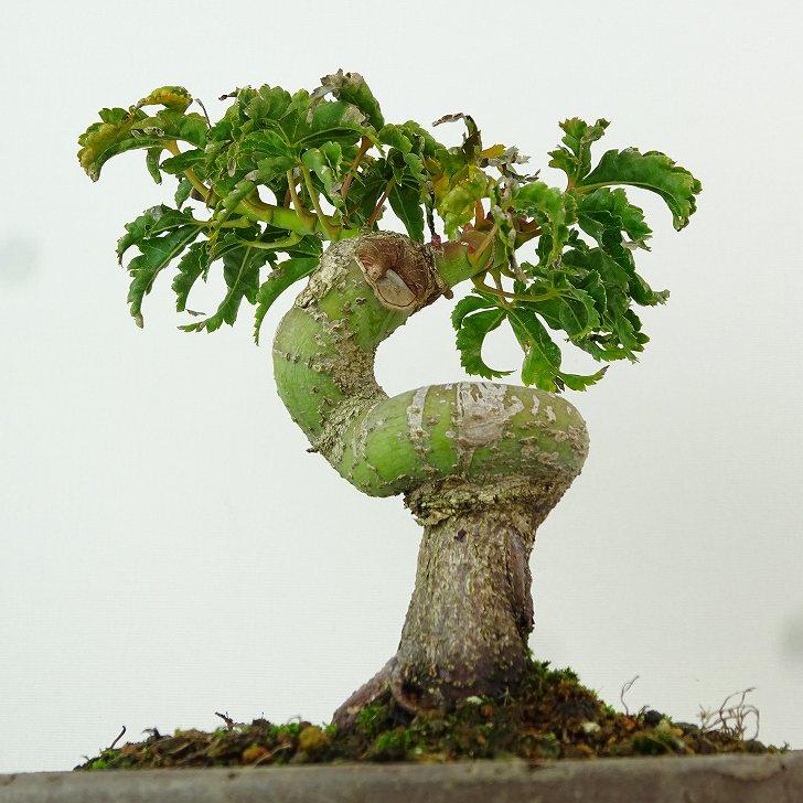盆栽 紅葉 獅子頭 樹高 約13cm もみじ Acer palmatum モミジ 