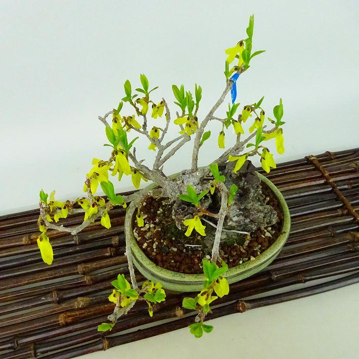 盆栽 連翹 樹高 約14cm れんぎょう レンギョウ 石付き 花 盆栽 連翹 樹高 約14cm れんぎょう レンギョウ 石付き 花