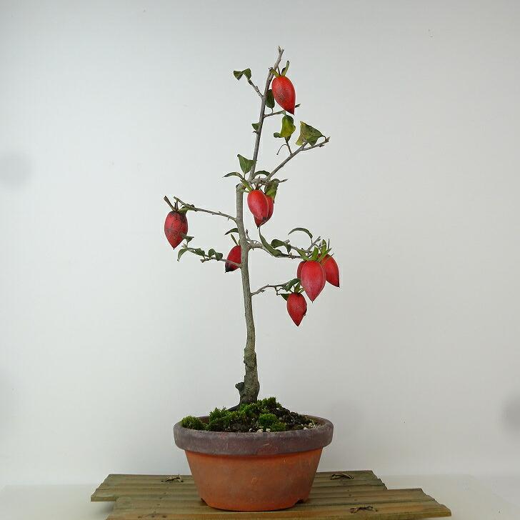 老爺柿20センチくらい、雌苗 老爺柿20センチくらい、雌苗