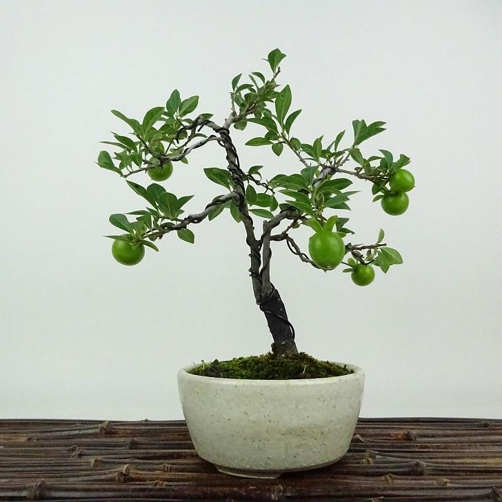盆栽 老爺柿 紅富士 樹高 約33cm ろうやがき Diospyros rhombifolia 