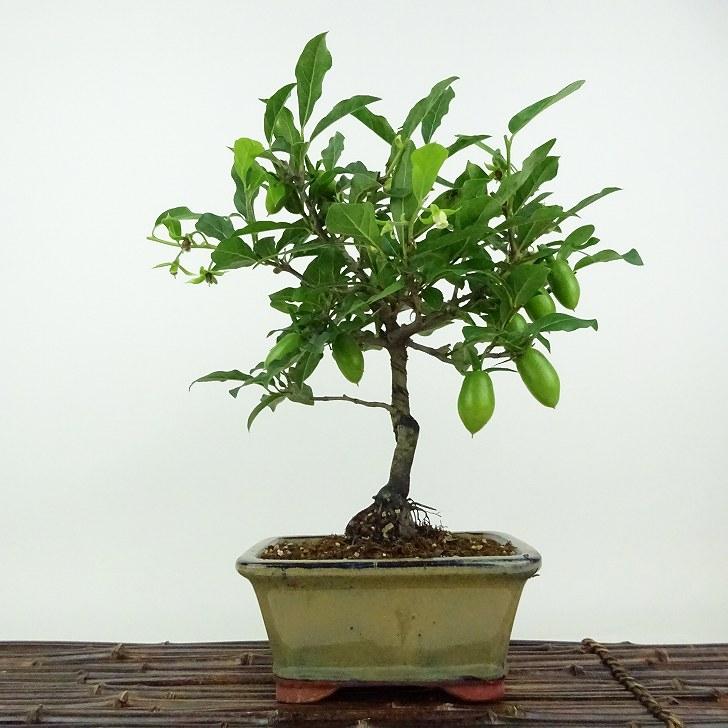 盆栽 老爺柿 浦島太郎 樹高 約26cm ろうやがき Diospyros rhombifolia