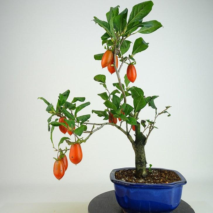盆栽 老爺柿 長太郎 樹高 約31cm ろうやがき Diospyros rhombifolia