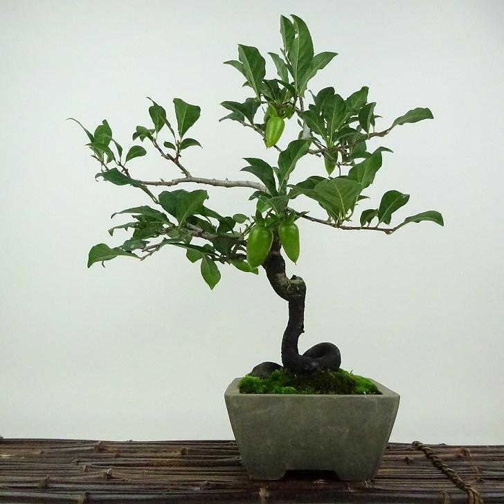 盆栽 老爺柿 彩の国 樹高 約35cm ろうやがき Diospyros rhombifolia