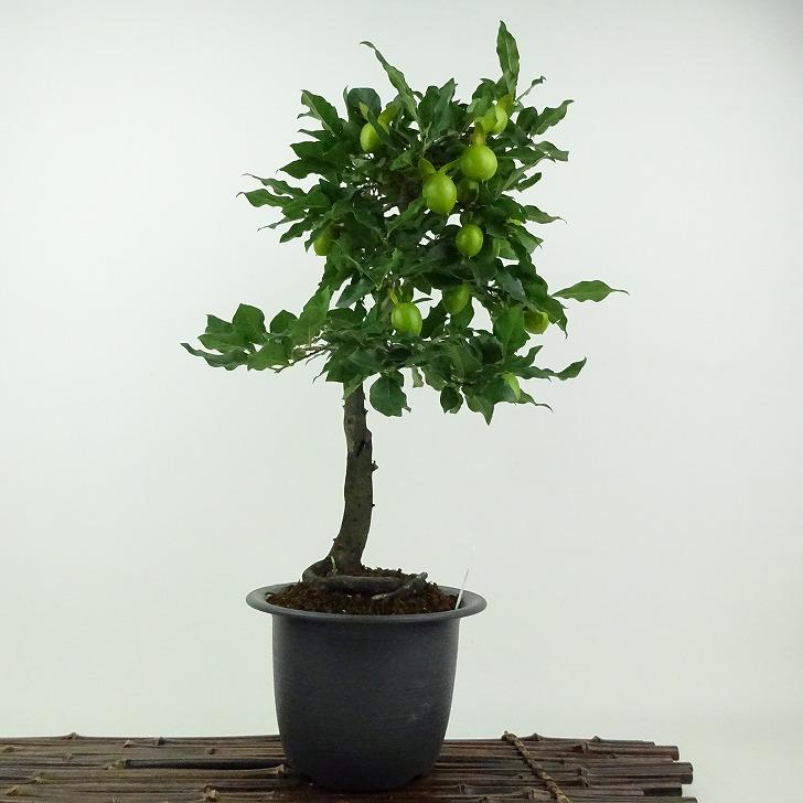盆栽 老爺柿 五輝 樹高 約34cm ろうやがき Diospyros