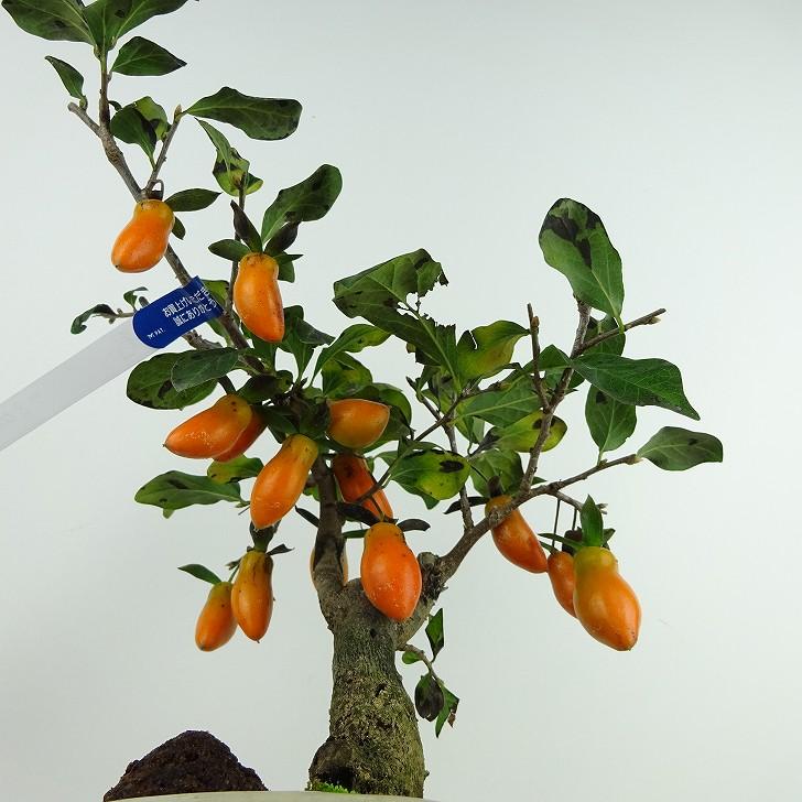 盆栽 老爺柿 福平 樹高 約20cm ろうやがき Diospyros rhombifolia ロウヤガキ 実物 雌木 カキノキ科 落葉〜半落葉樹 観賞用 小品 現品｜haniwa-bonsai｜06