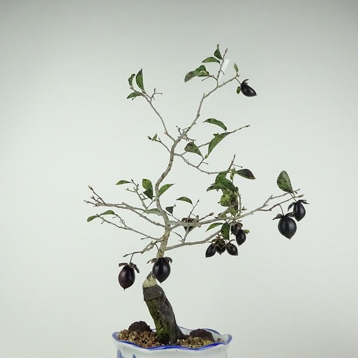 盆栽 老爺柿 黒鳳 樹高 約36cm ろうやがき Diospyros rhombifolia ロウヤガキ 実物 雌木 カキノキ科 落葉〜半落葉樹 観賞用 現品｜haniwa-bonsai｜04