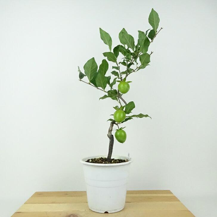 盆栽 老爺柿 紅涼 樹高 約40cm ろうやがき Diospyros rhombifolia