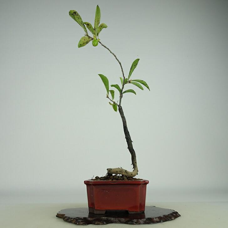 盆栽 老爺柿 紅春秋 樹高 約25cm ろうやがき Diospyros rhombifolia 