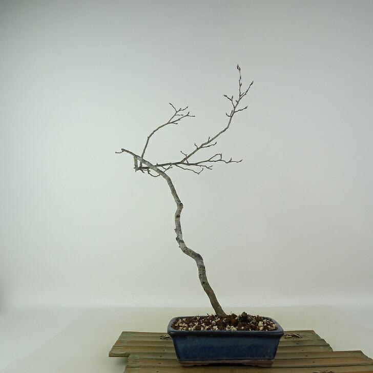 ローヤ柿 盆栽、樹高30cm 盆栽・苔玉 ローヤ柿 盆栽、樹高30cm