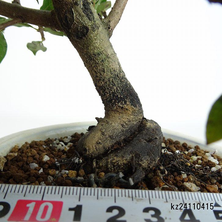 盆栽 老爺柿 黒鳳 樹高 約18cm ろうやがき Diospyros 盆栽 老爺柿 黒鳳 樹高 約18cm ろうやがき Diospyros