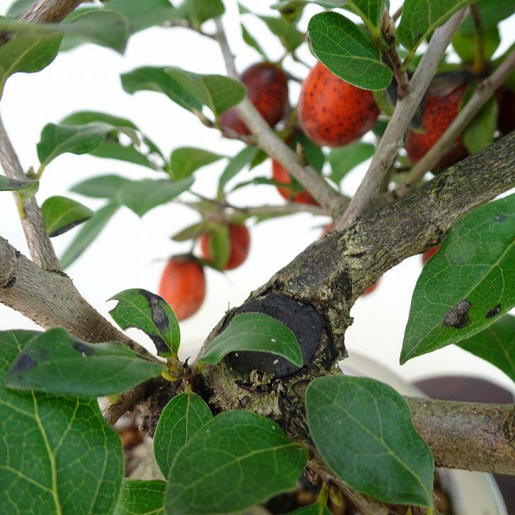 盆栽 老爺柿 黒鳳 樹高 約18cm ろうやがき Diospyros 盆栽 老爺柿 黒鳳 樹高 約18cm ろうやがき Diospyros
