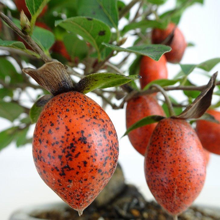 盆栽 老爺柿 黒鳳 樹高 約18cm ろうやがき Diospyros 盆栽 老爺柿 黒鳳 樹高 約18cm ろうやがき Diospyros