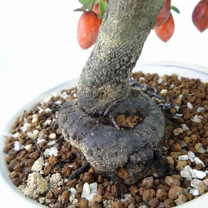 盆栽 老爺柿 黒鳳 樹高 約18cm ろうやがき Diospyros 盆栽 老爺柿 黒鳳 樹高 約18cm ろうやがき Diospyros