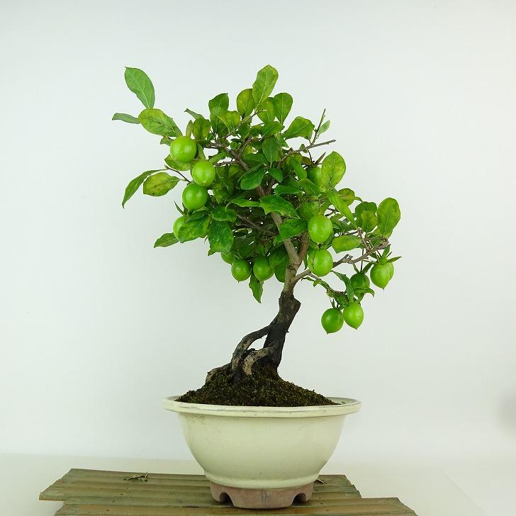 盆栽 老爺柿 紅富士 樹高 約28cm ろうやがき Diospyros rhombifolia