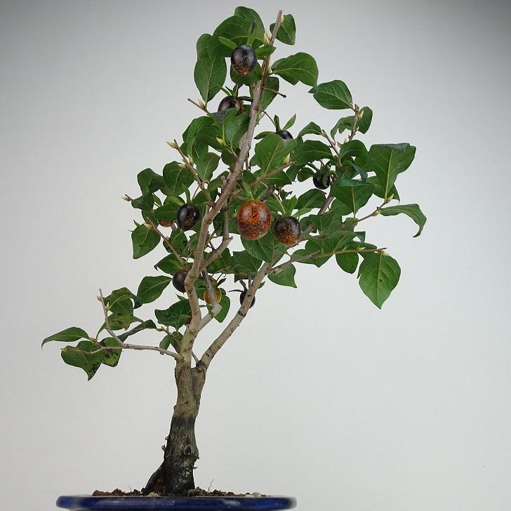 盆栽 老爺柿 黒衣 樹高 約33cm ろうやがき Diospyros 盆栽 老爺柿 黒衣 樹高 約33cm ろうやがき Diospyros
