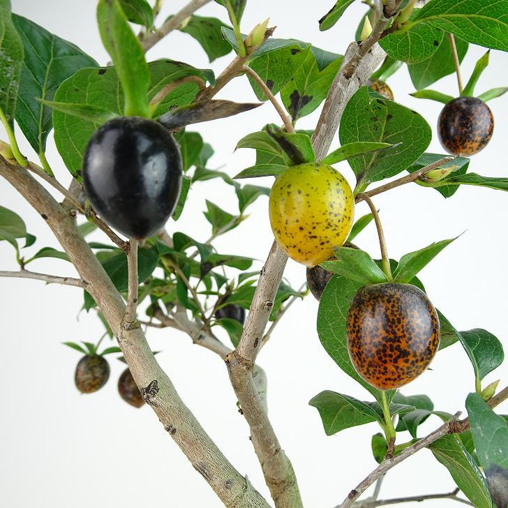 盆栽 老爺柿 黒衣 樹高 約33cm ろうやがき Diospyros 盆栽 老爺柿 黒衣 樹高 約33cm ろうやがき Diospyros