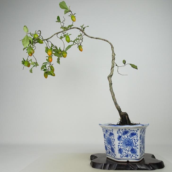 盆栽 老爺柿 樹高 約61cm ろうやがき Diospyros rhombifolia