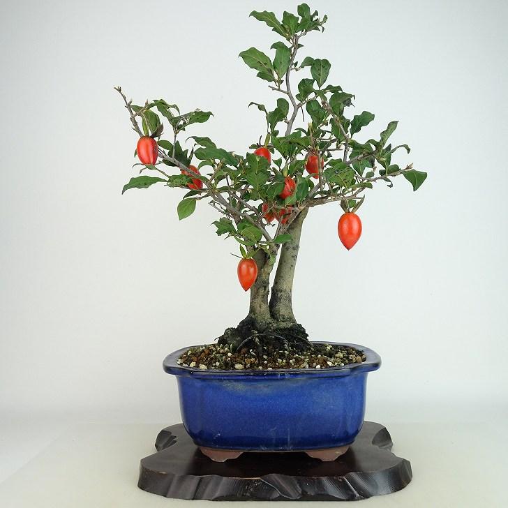 盆栽 老爺柿 彩の国 樹高 約41cm ろうやがき Diospyros rhombifolia
