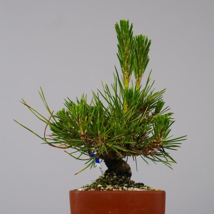 盆栽 松 黒松 樹高 約 15cm くろまつ Pinus thunbergii  クロマツ マツ科 常緑針葉樹 鑑賞 観賞用 小品 現品_1