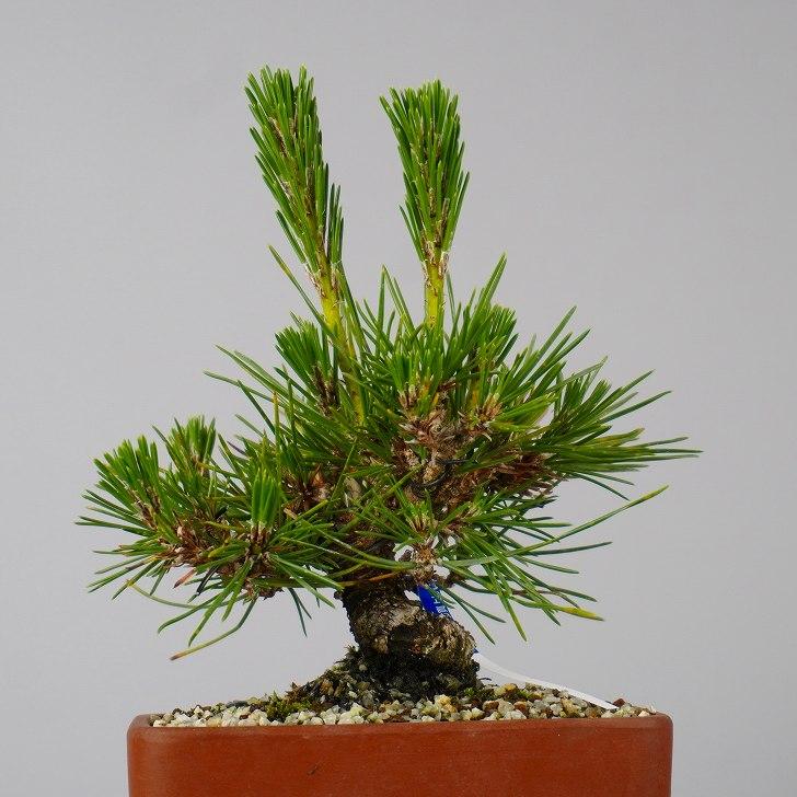 盆栽 松 黒松 樹高 約 15cm くろまつ Pinus thunbergii  クロマツ マツ科 常緑針葉樹 鑑賞 観賞用 小品 現品_2