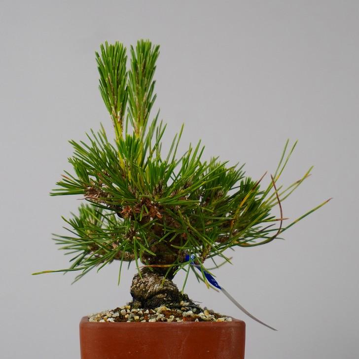 盆栽 松 黒松 樹高 約 15cm くろまつ Pinus thunbergii  クロマツ マツ科 常緑針葉樹 鑑賞 観賞用 小品 現品_3