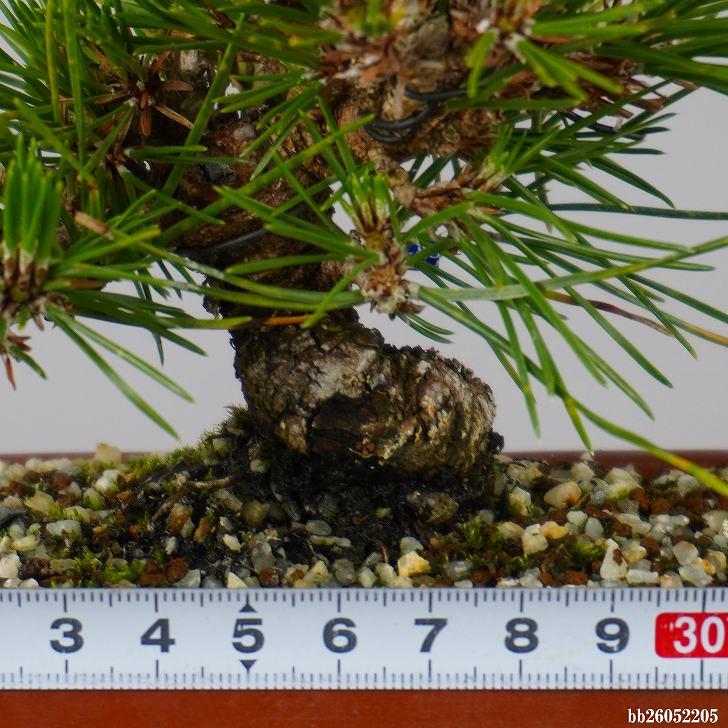 盆栽 松 黒松 樹高 約 15cm くろまつ Pinus thunbergii  クロマツ マツ科 常緑針葉樹 鑑賞 観賞用 小品 現品_4