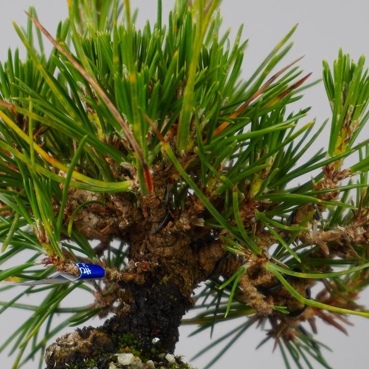 盆栽 松 黒松 樹高 約 15cm くろまつ Pinus thunbergii  クロマツ マツ科 常緑針葉樹 鑑賞 観賞用 小品 現品_5