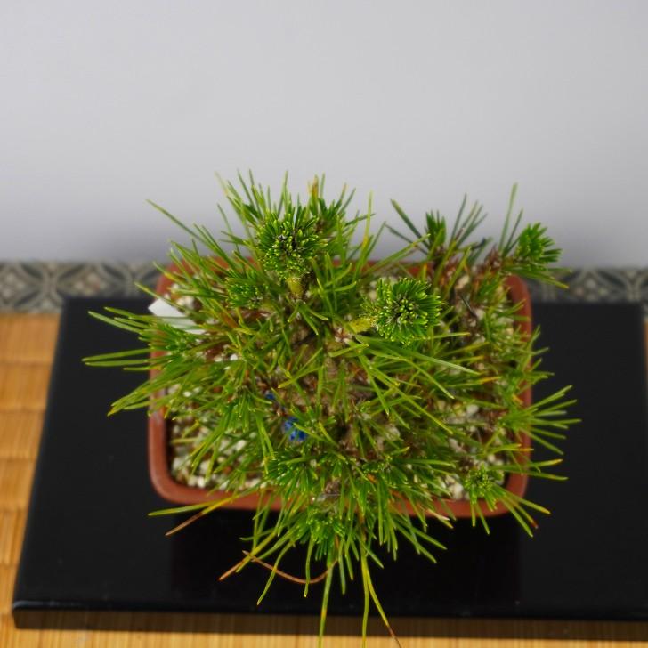 盆栽 松 黒松 樹高 約 15cm くろまつ Pinus thunbergii  クロマツ マツ科 常緑針葉樹 鑑賞 観賞用 小品 現品_6