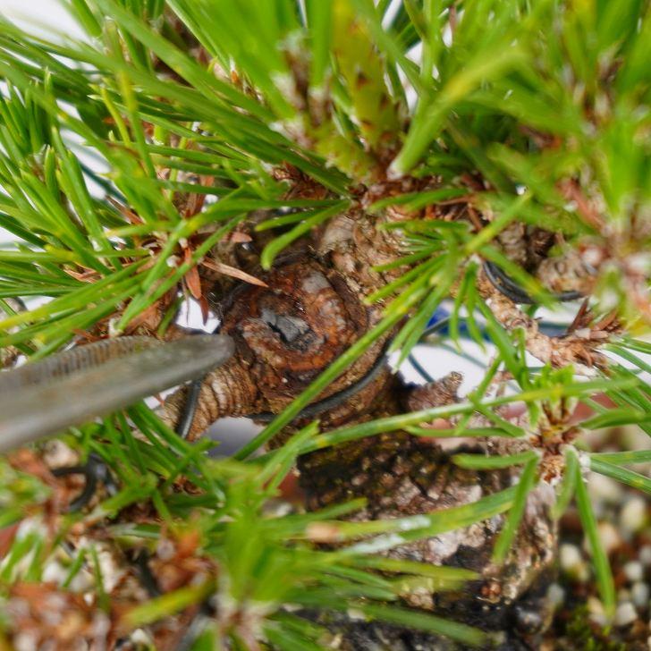 盆栽 松 黒松 樹高 約 15cm くろまつ Pinus thunbergii  クロマツ マツ科 常緑針葉樹 鑑賞 観賞用 小品 現品_7