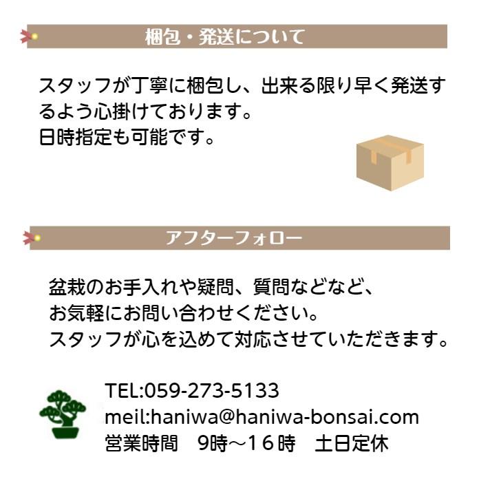 肥料 IBワンス 4号 化成肥料 300ｇ 約3ｃｍ 中粒 緩効性 肥効８〜12ヶ月 盆栽肥料｜haniwa-bonsai｜06