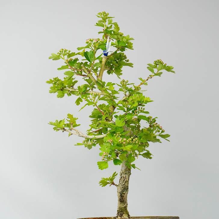 紅山査子 さんざし Crataegus Cuneata サンザシ 花物 八重咲 バラ科 サンザシ属 落葉樹 観賞用 盆栽 現品 Bz はニわ株式会社 Yahoo ショップ 通販 Yahoo ショッピング