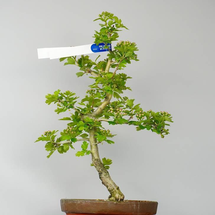 紅山査子 さんざし Crataegus Cuneata サンザシ 花物 八重咲 バラ科 サンザシ属 落葉樹 観賞用 盆栽 現品 Bz はニわ株式会社 Yahoo ショップ 通販 Yahoo ショッピング