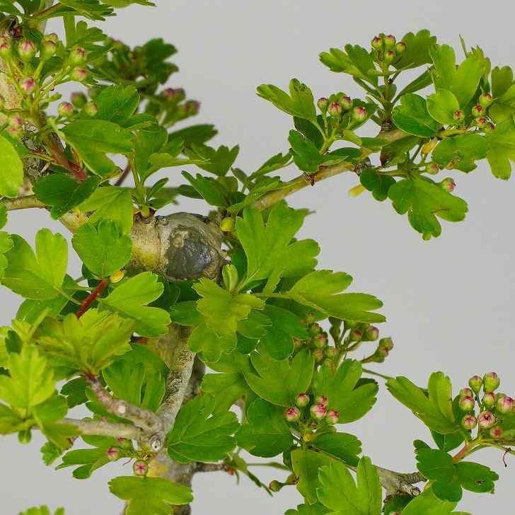 紅山査子 さんざし Crataegus Cuneata サンザシ 花物 八重咲 バラ科 サンザシ属 落葉樹 観賞用 盆栽 現品 Bz はニわ株式会社 Yahoo ショップ 通販 Yahoo ショッピング