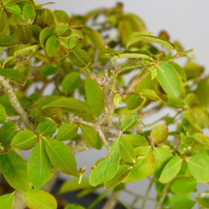 こまゆみ Euonymus Alatus Form Ciliatodentatus コマユミ 寄植え ニシキギ科 落葉広葉樹 観賞用 盆栽 現品 Bz2617 はニわ株式会社 Yahoo ショップ 通販 Yahoo ショッピング