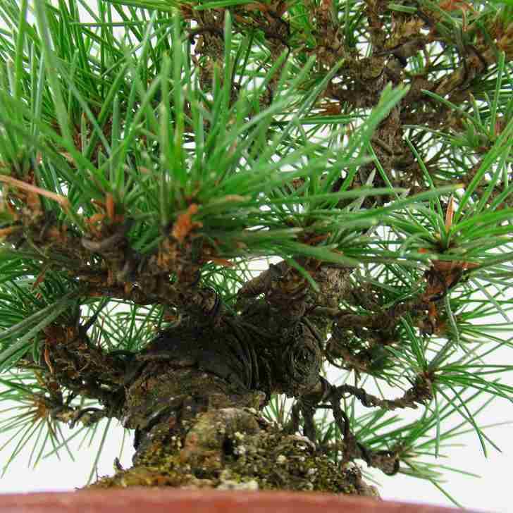 黒松 Pinus Thunbergii くろまつ Black Pine クロマツ マツ科 常緑樹 観賞用 盆栽 小品 現品 Eb はニわ株式会社 Yahoo ショップ 通販 Yahoo ショッピング