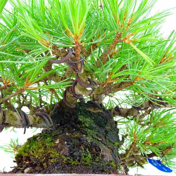人気商品 五葉松 那須娘 ごようまつ Pinus Parviflora ゴヨウマツ マツ科 常緑針葉樹 観賞用 盆栽 小品 現品 Filigree Com Ph