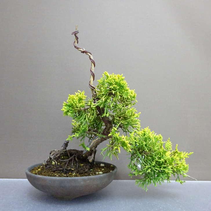 盆栽 真柏 黄金真柏 樹高 約23cm しんぱく Juniperus chinensis