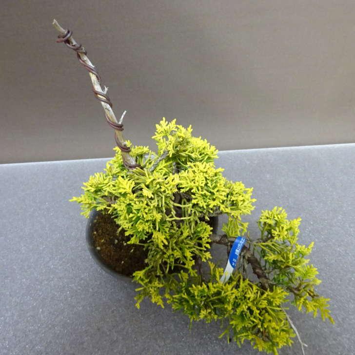 盆栽 真柏 黄金真柏 樹高 約23cm しんぱく Juniperus chinensis