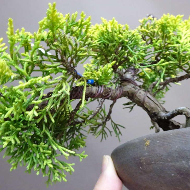 盆栽 真柏 黄金真柏 樹高 約23cm しんぱく Juniperus chinensis