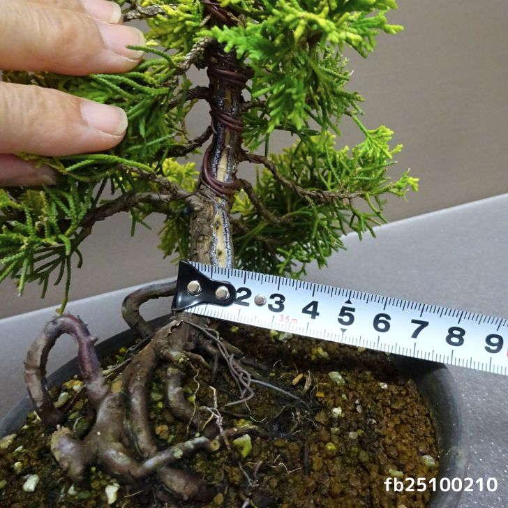 盆栽 真柏 黄金真柏 樹高 約23cm しんぱく Juniperus chinensis